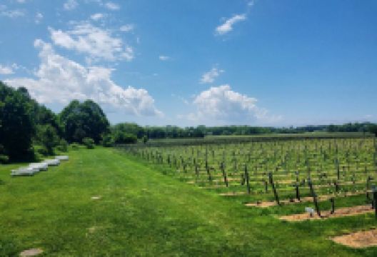 Bedell Cellars景点图片