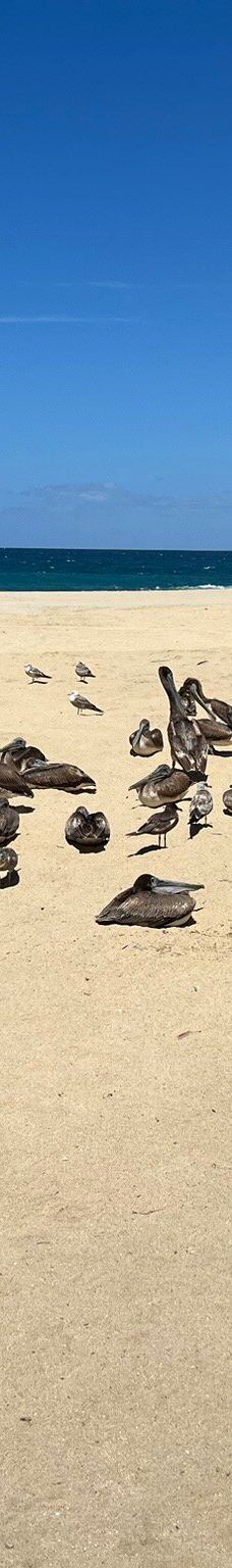 Punta Lobos-拉巴斯