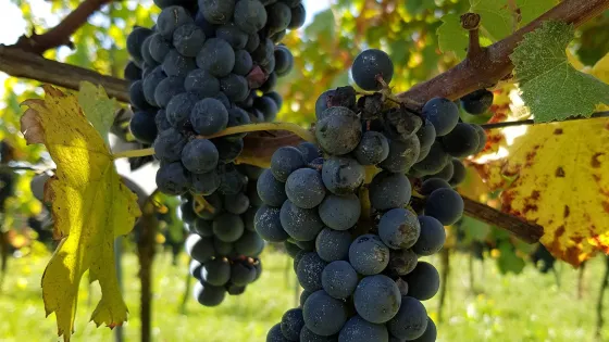 Domaine Viticole du Chenoy