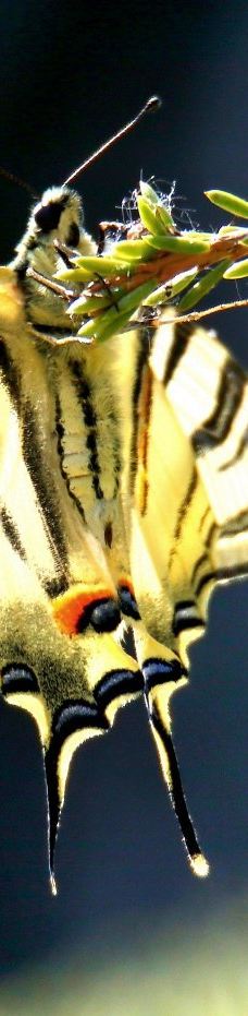 Casa delle Farfalle-米兰马瑞提那