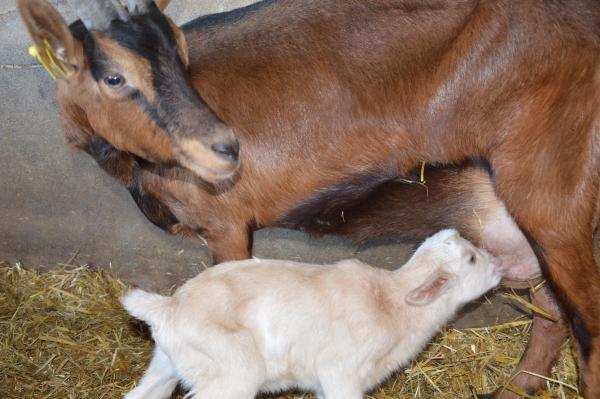 La Chevrerie du Charmat