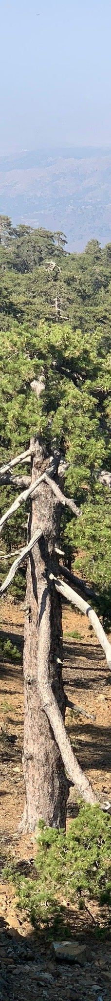 奥林匹斯山-特罗多斯山