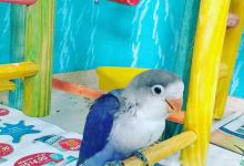 Genius Aquarios购物图片