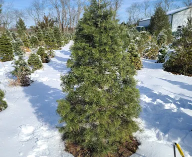 McLaughlin Tree Farm