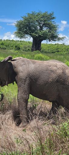 Ruaha National Park INGRESSO-伊林加