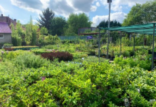 Stromčekovo购物图片