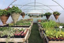 Chelworth nurseries购物图片