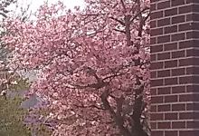 Jackson City Library景点图片