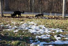 Geneseo Prairie Park景点图片