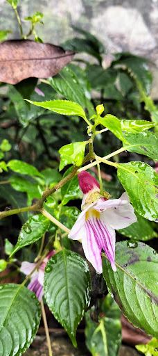 Chiang Dao National Park-清道