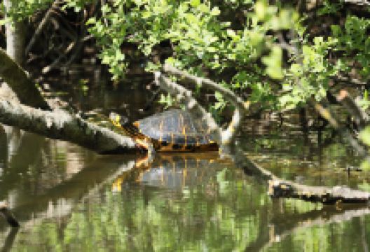 Marais de Guînes景点图片