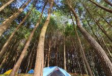 WISATA HUTAN PINUS TANGKALAKA景点图片