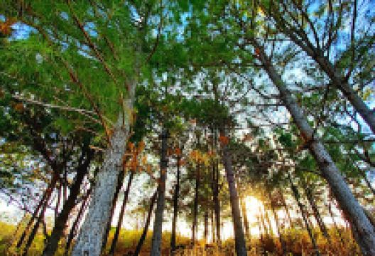 Cerro San Lucas景点图片