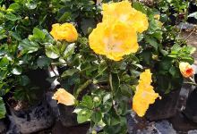 Vivero El Jardin Tropical购物图片