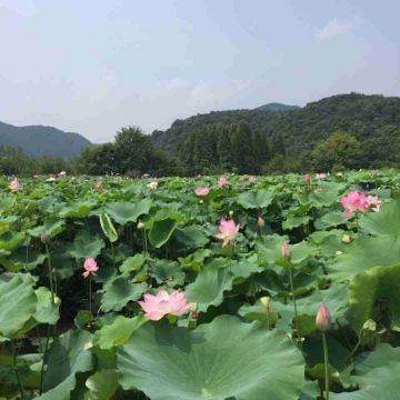 河南信阳3日2晚私家团