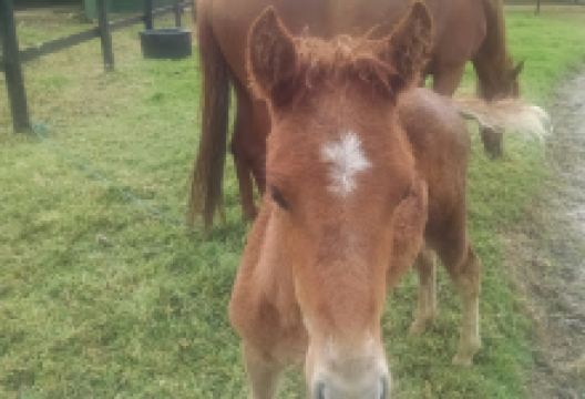 Arqueológico Macanu Km 0 Sesquilé Chocontá Park景点图片