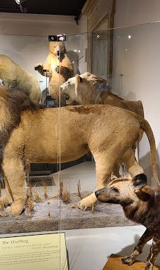 布法罗科学博物馆-布法罗