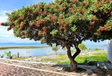 Malecon de Tuxcueca景点图片