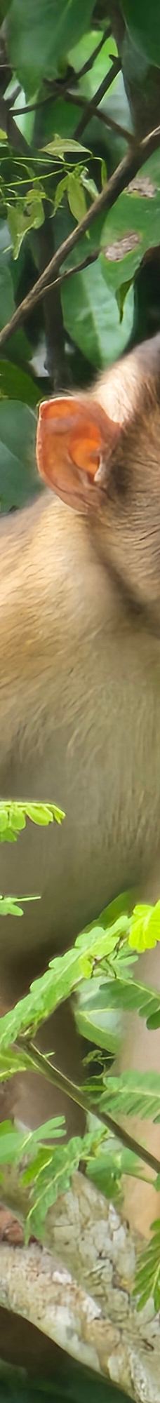 京那巴当岸河-基纳巴唐岸