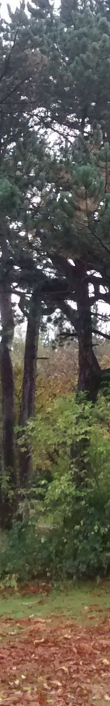 Albert Park-米德尔斯堡