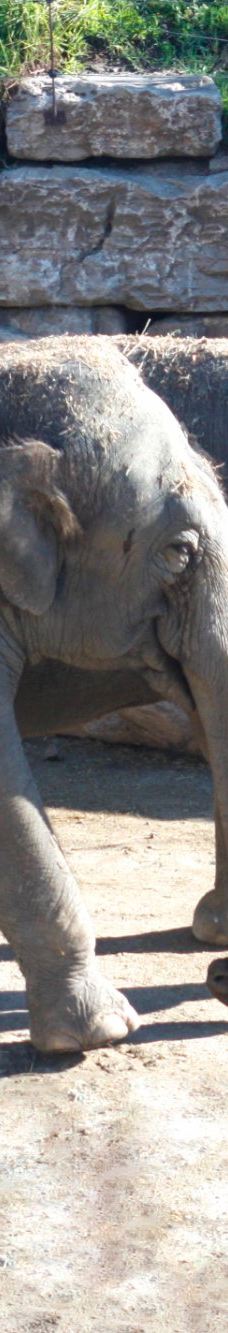 Selwo Aventura-埃斯特波纳