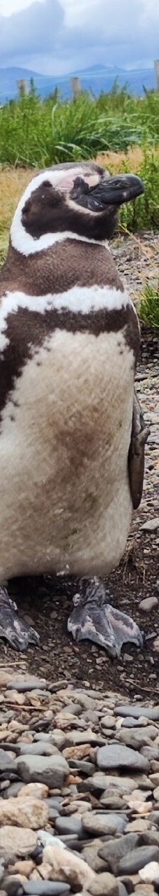 Isla Martillo-乌斯怀亚