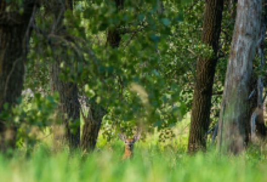 Helen Schuler Nature Centre景点图片