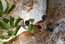 Brist Extra Virgin Olive Oil景点图片