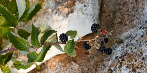 Brist Extra Virgin Olive Oil