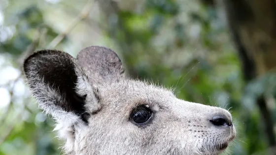 Horizons Kangaroo Sanctuary