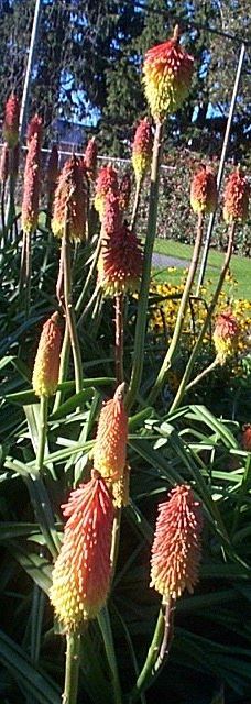 Gore Public Gardens-戈尔