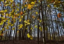 Marshlands Conservancy景点图片