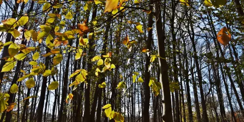 Marshlands Conservancy