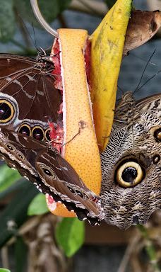 Twycross Zoo-阿瑟斯通