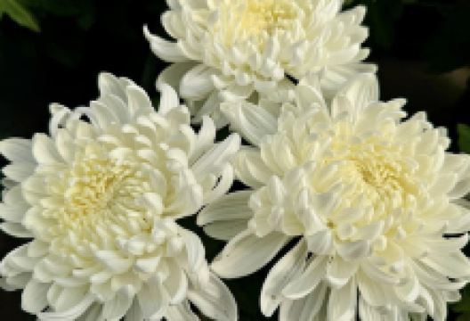 Jardinería Gerais Garden Center购物图片