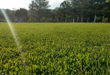 Camping VERDE LAGO景点图片