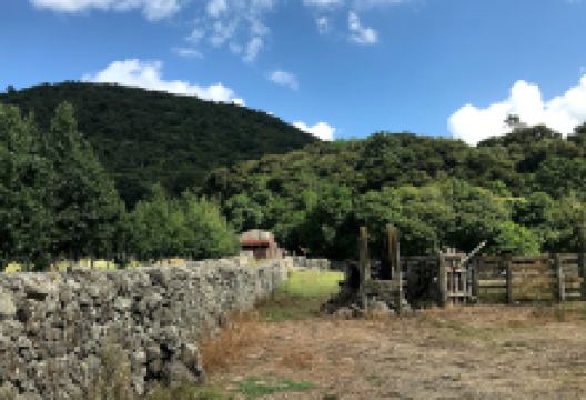 Maungatapere Mountain - Grove Broadleaf Forest景点图片