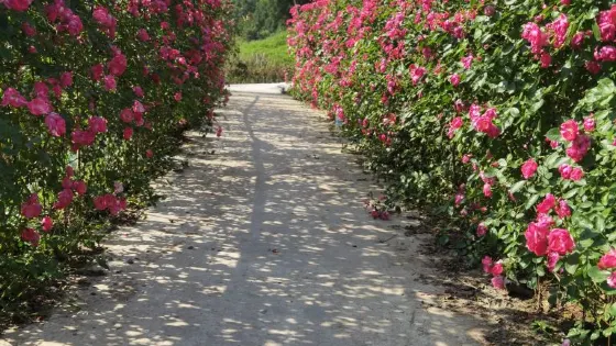 峨城花谷