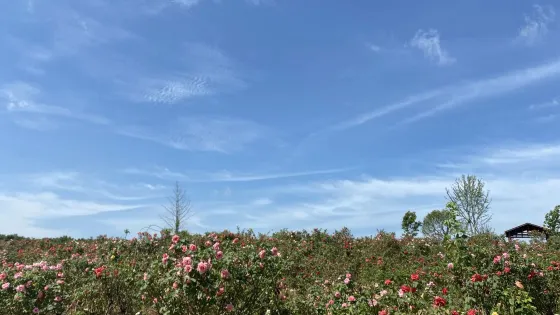 太子山月季園