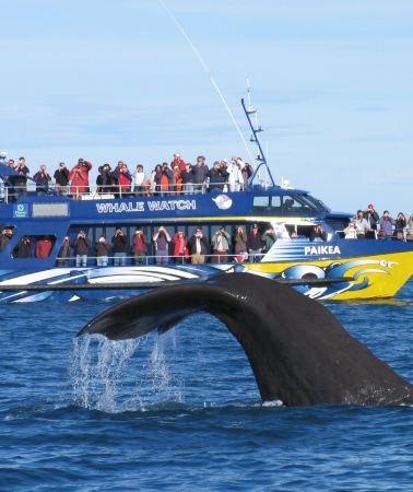 3D2N • South Island of New Zealand: Kaikoura - Greymouth - Fox Glacier - Queenstown