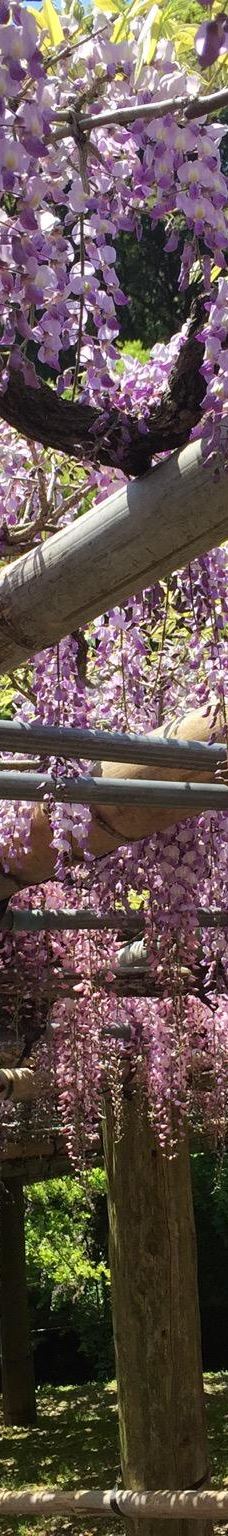 河内藤园-北九州