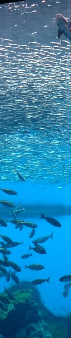 仙台海洋森林水族馆-仙台