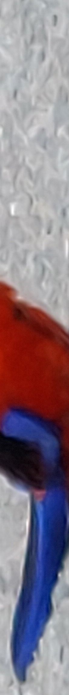 坎尼特河沿岸考拉步行道-Kennett River