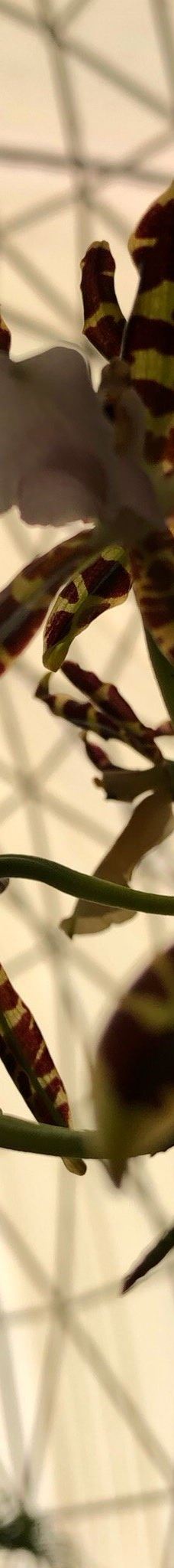 Orquidario de Morelia-莫雷利亚