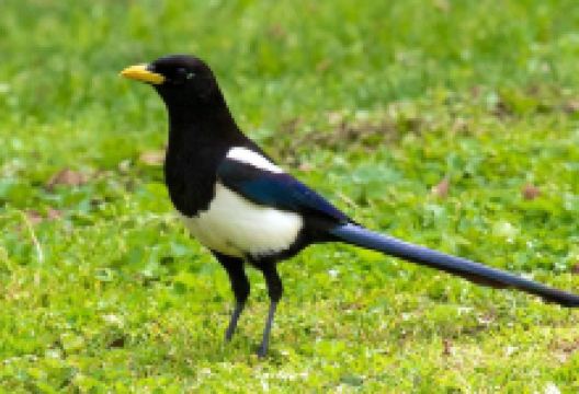 Ancil Hoffman Park景点图片