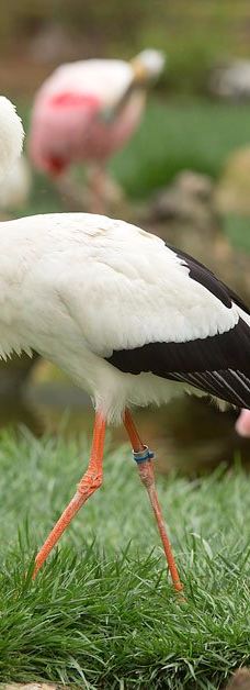 Safari West-圣罗莎