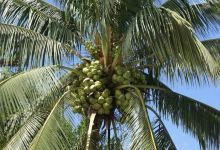 Sianib River景点图片