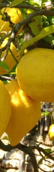 I Giardini di Cataldo-索伦托