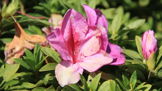 Pine View Nursery