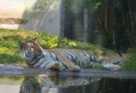 Zoo da Maia景点图片